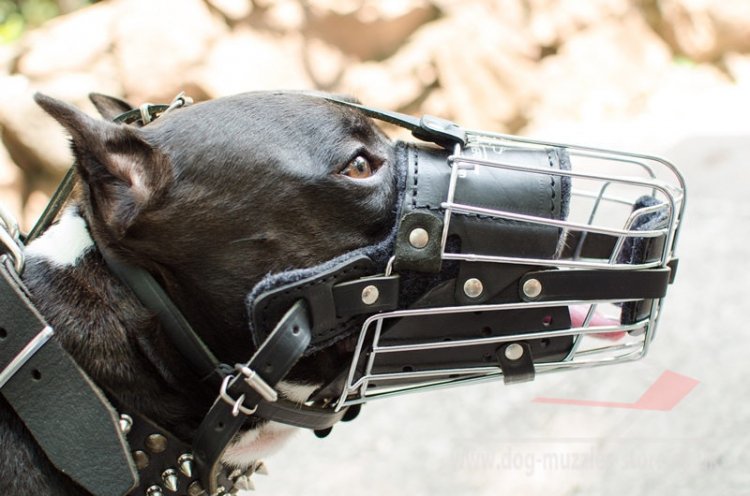 Amstaff Dog Muzzle Size with Leather Padded Basket