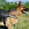 German Shepherd Harness with Reflective Trim and Sign Patches