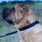 Smart Dog Collar for Shar Pei Training and Walking 1 In Wide