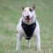 The Best Choice of Leather Dog Harness for Bullterrier