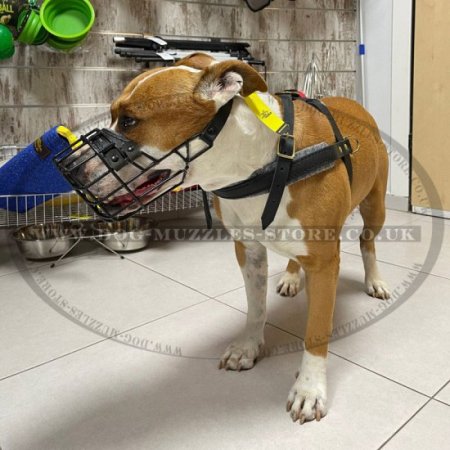 Dog Muzzle for Staffordshire Bull Terrier & Amstaff Muzzle Size