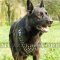 Glancing Spiked Designer Dog Harness | German Shepherd Harness