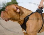 Dog Harnesses for Dogue De Bordeaux and Large Dog Breeds