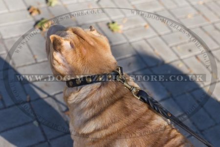 Durable Studded Shar Pei Dog Collar With Studs 1" Width