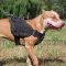 Pitbull Harness with Handle | Nylon Dog Harness for Pitbull