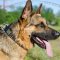 Luxury Dog Collars for German Shepherd Dog Breed Style