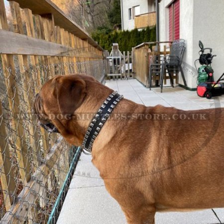 Dog Leather Collar with 2 Rows of Studs