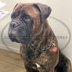 Black Steel Choke Collar for Large Dogs | Large Dog Collar