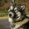 Alaskan Malamute and Husky Soft Muzzle for Stop Dog Barking