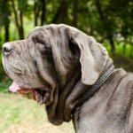 Strong 2 Ply Braided Dog Collar for Neapolitan Mastiff Training