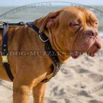 Luxury Dog Harness for Dog De Bordeaux | Soft Padded Dog Harness