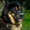 Dog Basket Muzzle for Tibetian Mastiff Size
