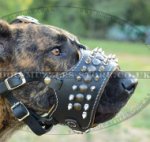 Spiked Dog Leather Muzzle for Great Dane