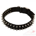 Spiked Dog Collar with Buckle | Nylon Dog Collar Spiked Design