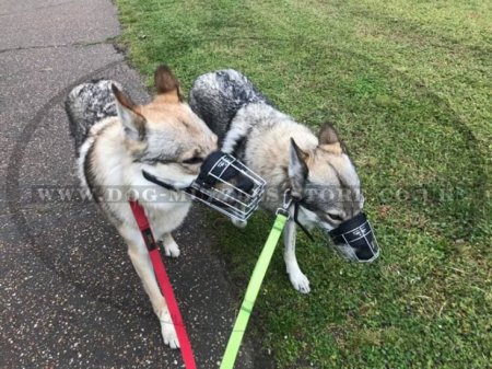 Wire Basket Dog Muzzle That Allows Drinking and Eating