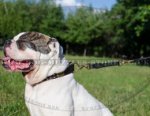 Bulldog Leash for Control Over your Dog on Short Distance