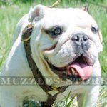 Leather Harness for Dog with Brass Fitting | Bulldog Harness UK