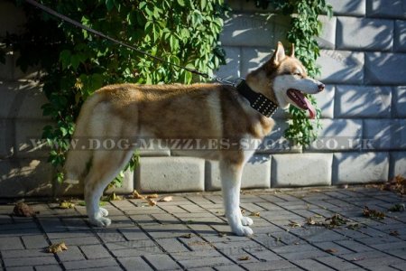 "Outright Gift" Extra Wide Leather Collar For Husky With Cones