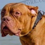 Dogue De Bordeaux Collars Spiked | Spiked Leather Dog Collars