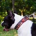 Designer Dog Collars for Amstaff | Dog Leather Collar Flame