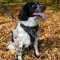 Spaniel Dog Harness with Padded Triangle Chest Plate