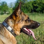 German Shepard Collars with Nickel Plates and Pyramids