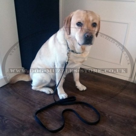 Leather Dog Lead of Classic Design - Perfect for Large Dogs