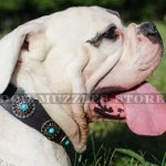 American Bulldog Collar with Blue Studs | Studded Dog Collar
