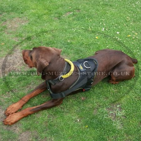 Nylon Dog Harness with Handle and Padded Triangle Chest Plate