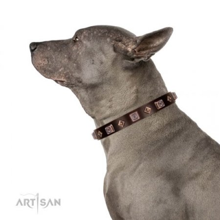 Best Brown Thick Studded Dog Collar FDT Artisan For Active Walk