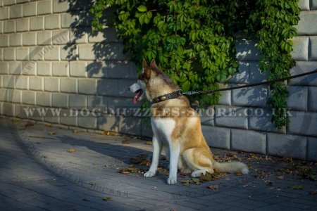"Ante Bellum" Handcrafted Studded Leather Collar For Husky