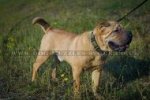 "Noble Sir" Durable Dog Collar For Shar Pei UK