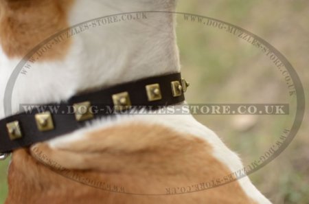 Designer Dog Collar for Amstaff Dog Breed | Studded Dog Collar