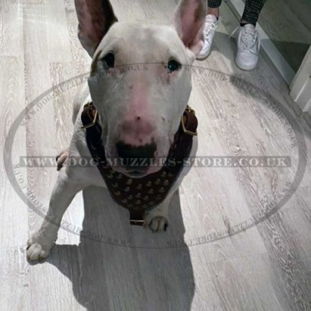 Studded Dog Harnesses for Sale | Luxury Dog Harness UK