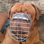 Dogue De Bordeaux Muzzles UK Bestsellers