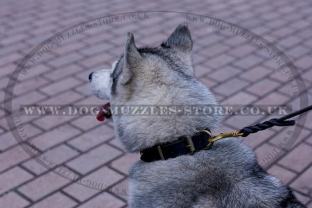 Luxurious Brass Studded Dog Collar For Siberian Husky