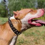 Pit Bull Terriers Dog Collars UK Best Quality Leather with Studs