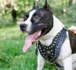 Leather Dog Harness for Amstaff - Royal Design