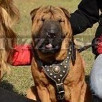 Shar Pei Harness of Luxury Style - Buy Online from the Producer