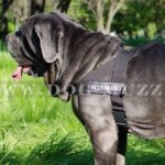 Neapolitan Mastiff Dog Harness That Stops Pulling