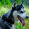 2 In Wide, Strong Leather Dog Collar for Husky