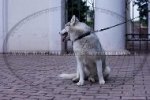 "Spiky Row" Adorable Dog Collar For Siberian Husky With Spikes