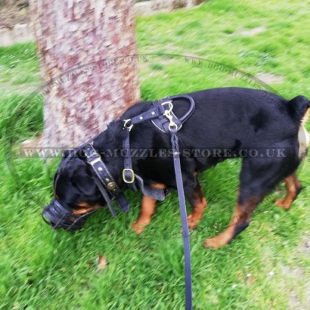 Soft Padded Leather Dog Collar with Elegant Braids and Medals