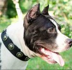 Staffie Collar UK Vintage Style | Staffie Collar for Sale UK