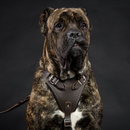SPECIAL! Extra Large Brown Leather Harness for Dogs K9