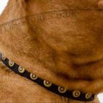 Dog Walking Collar for Dogue De Bordeaux Daily Use