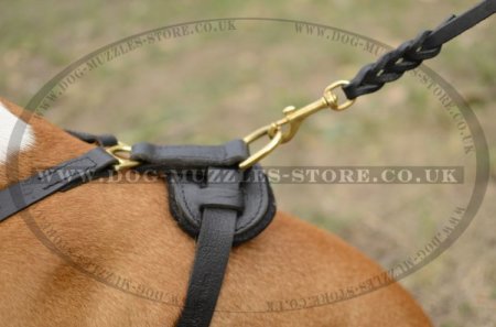 Staffordshire Bull Terrier Walking Harness With Brass Fittings