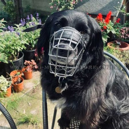 Wire Basket Dog Muzzle That Allows Drinking and Eating