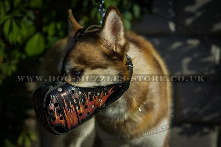 Siberian Husky Dog Training Painted Muzzle, Leather