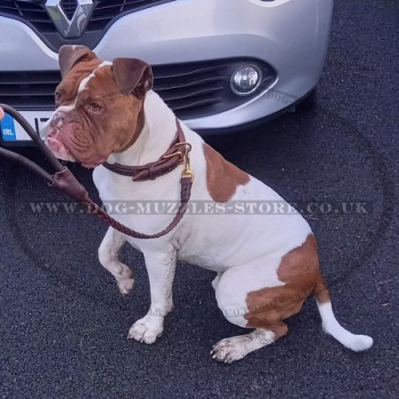 Heavy Duty Hand Braided Dog Leash with Comfy Round Handle